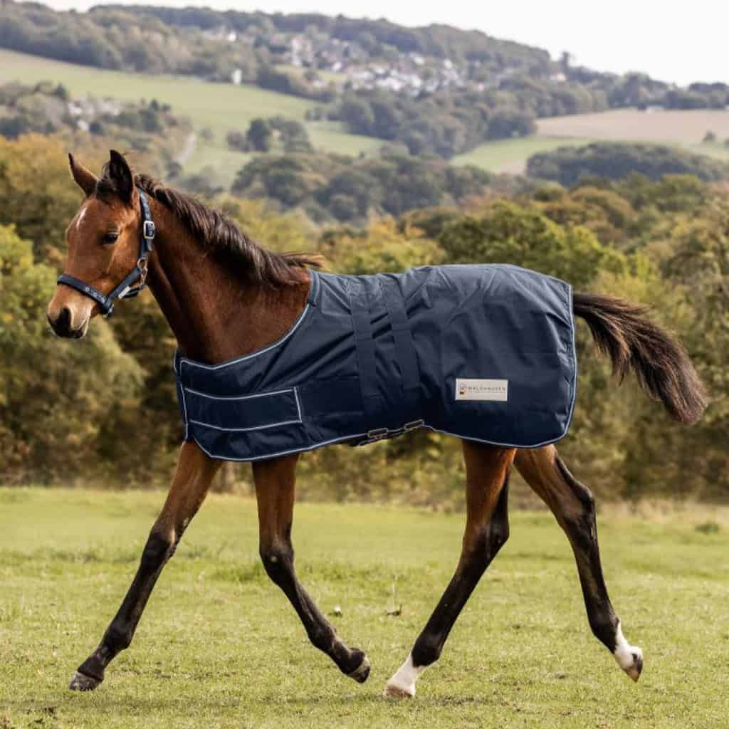Foal Rugs