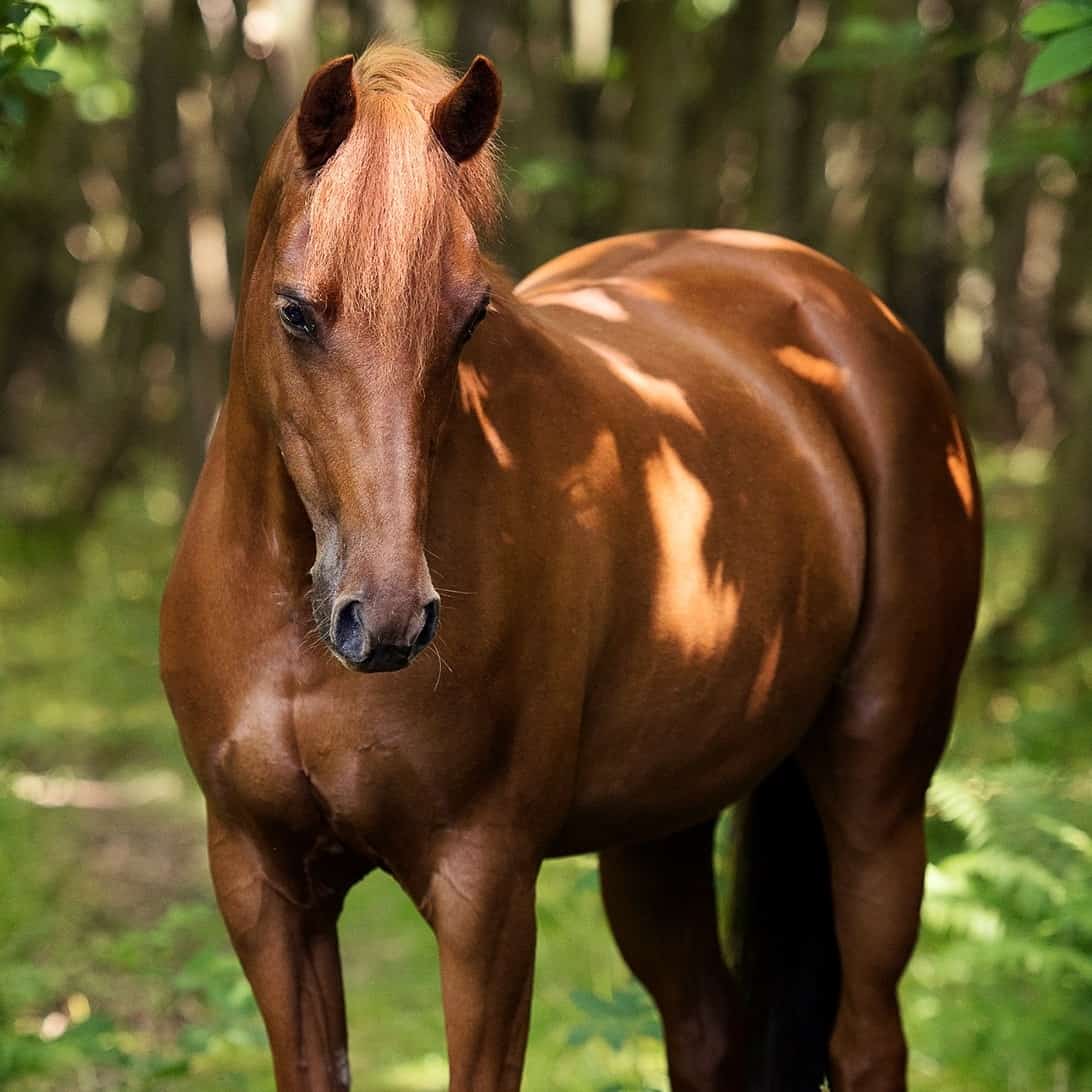 Sport Pony Collection