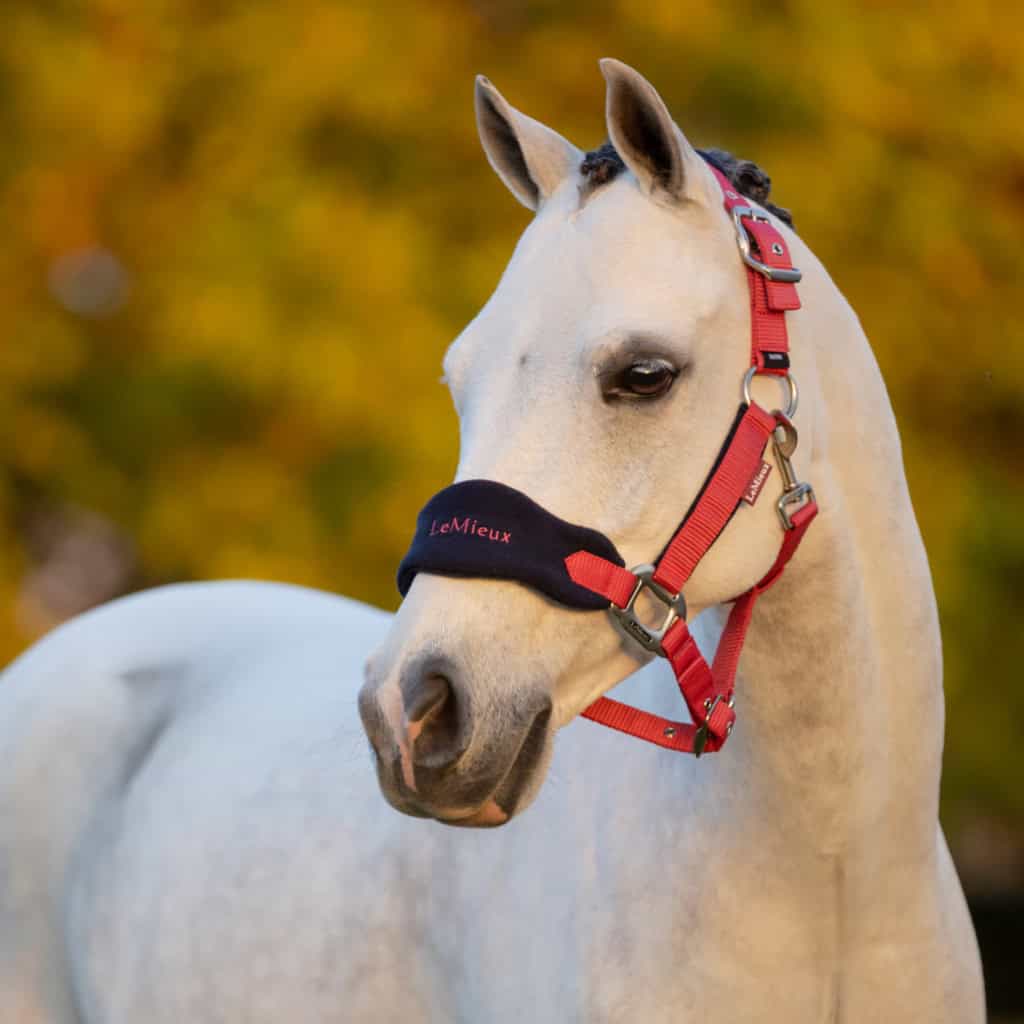 LeMieux Mini Vogue Pony Headcollar