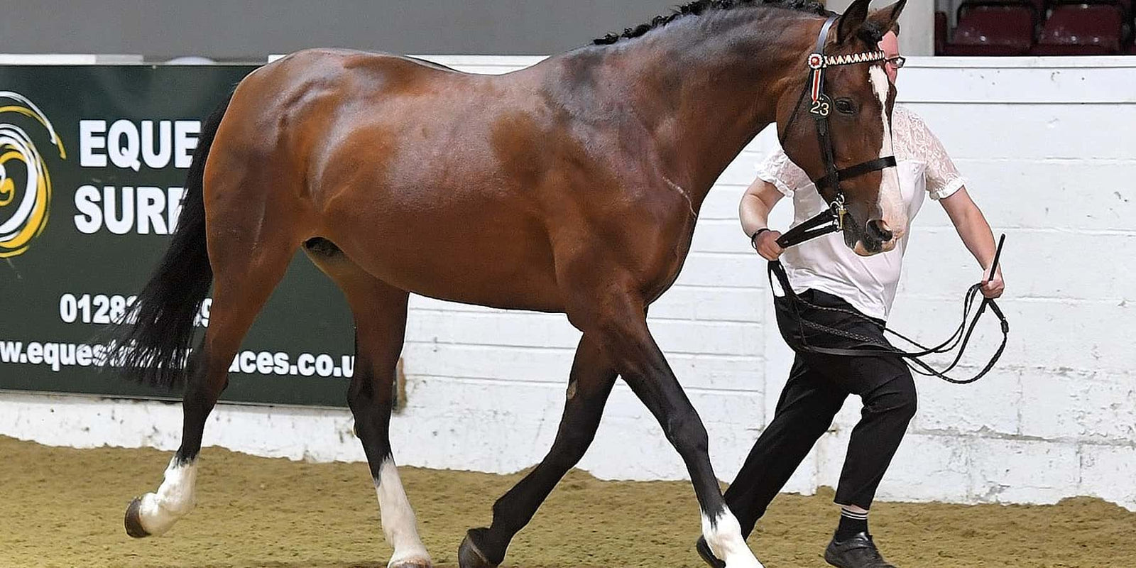 In-Hand Showing Veteran Horse Champion Cassandra Rose 