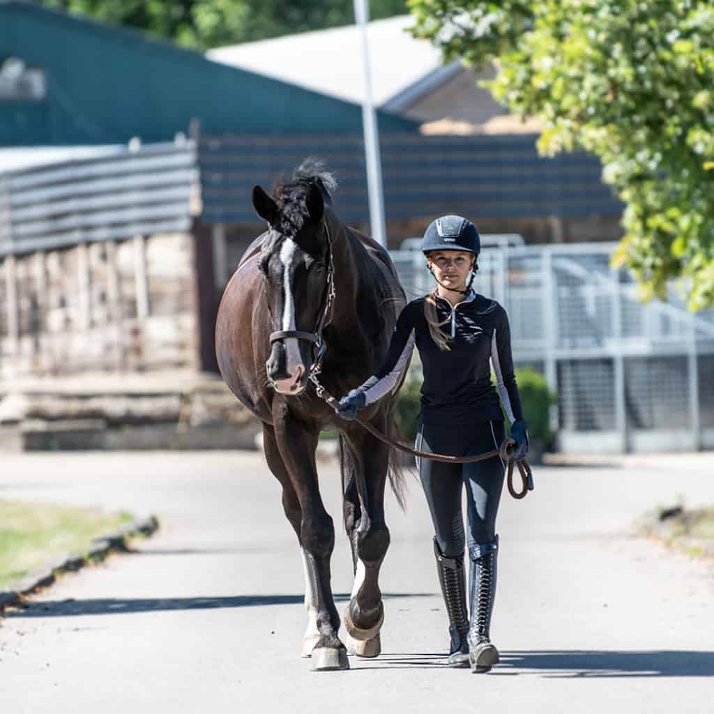Equilibrium Stellar Safety Headcollar