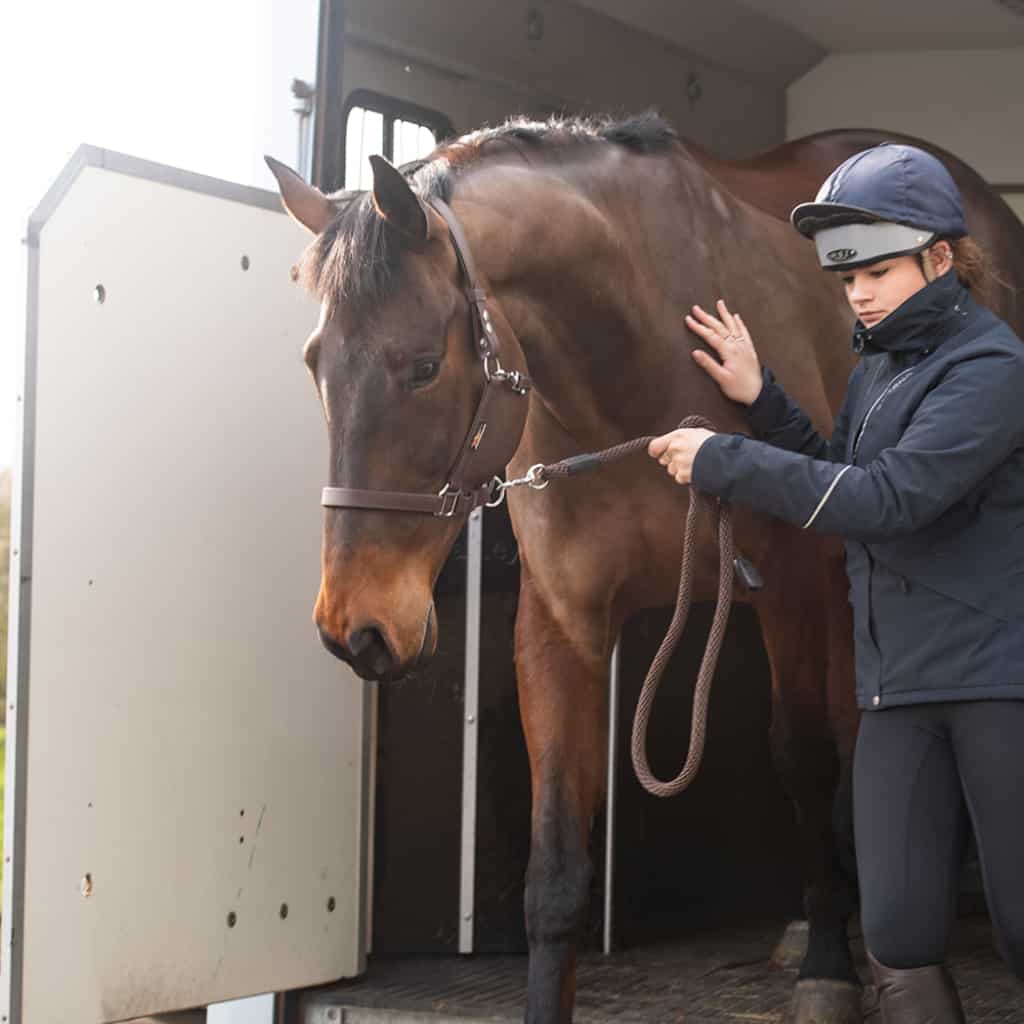 Equilibrium Stellar Safety Headcollar