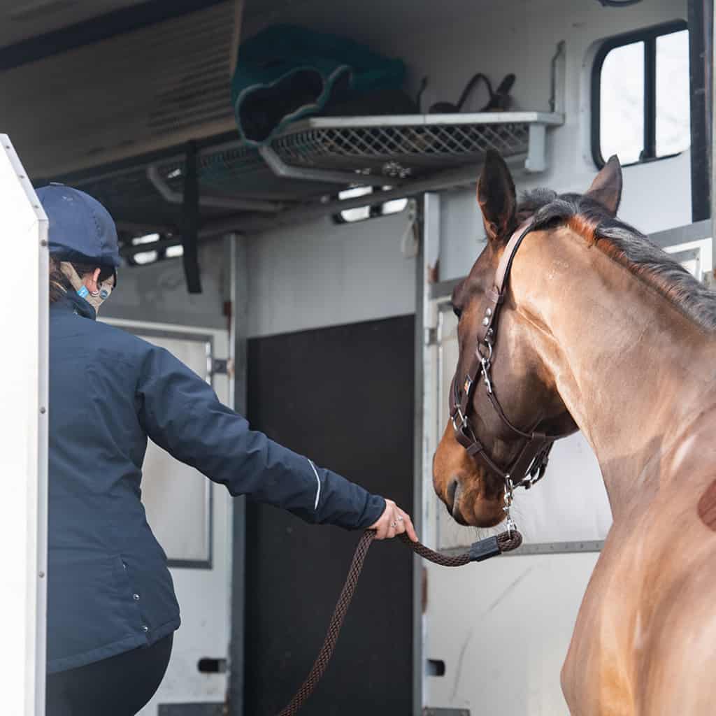 Equilibrium Stellar Safety Headcollar