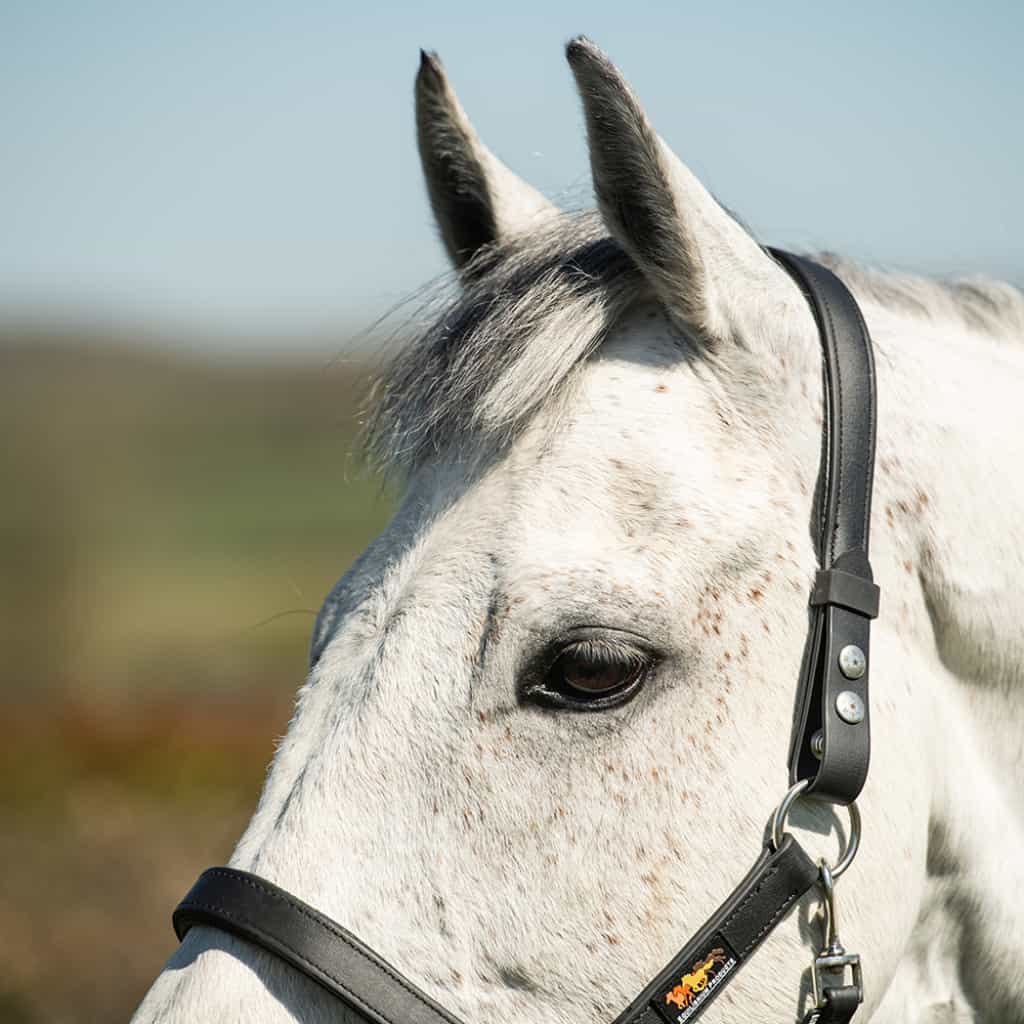 Equilibrium Stellar Safety Headcollar