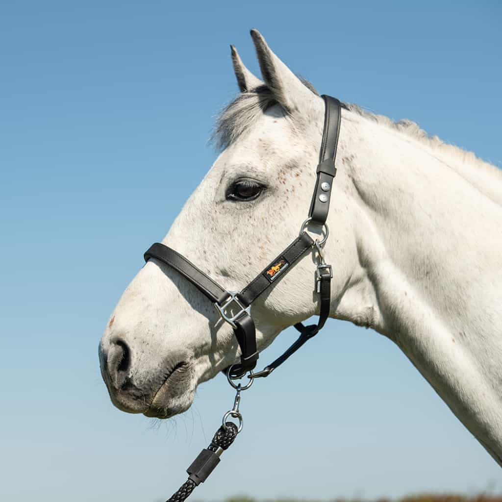 Equilibrium Stellar Safety Headcollar