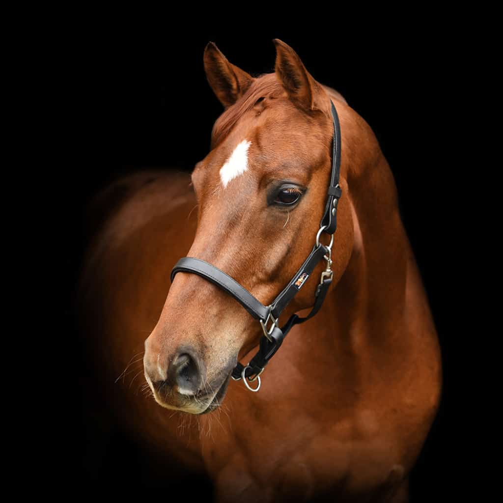 Equilibrium Stellar Safety Headcollar