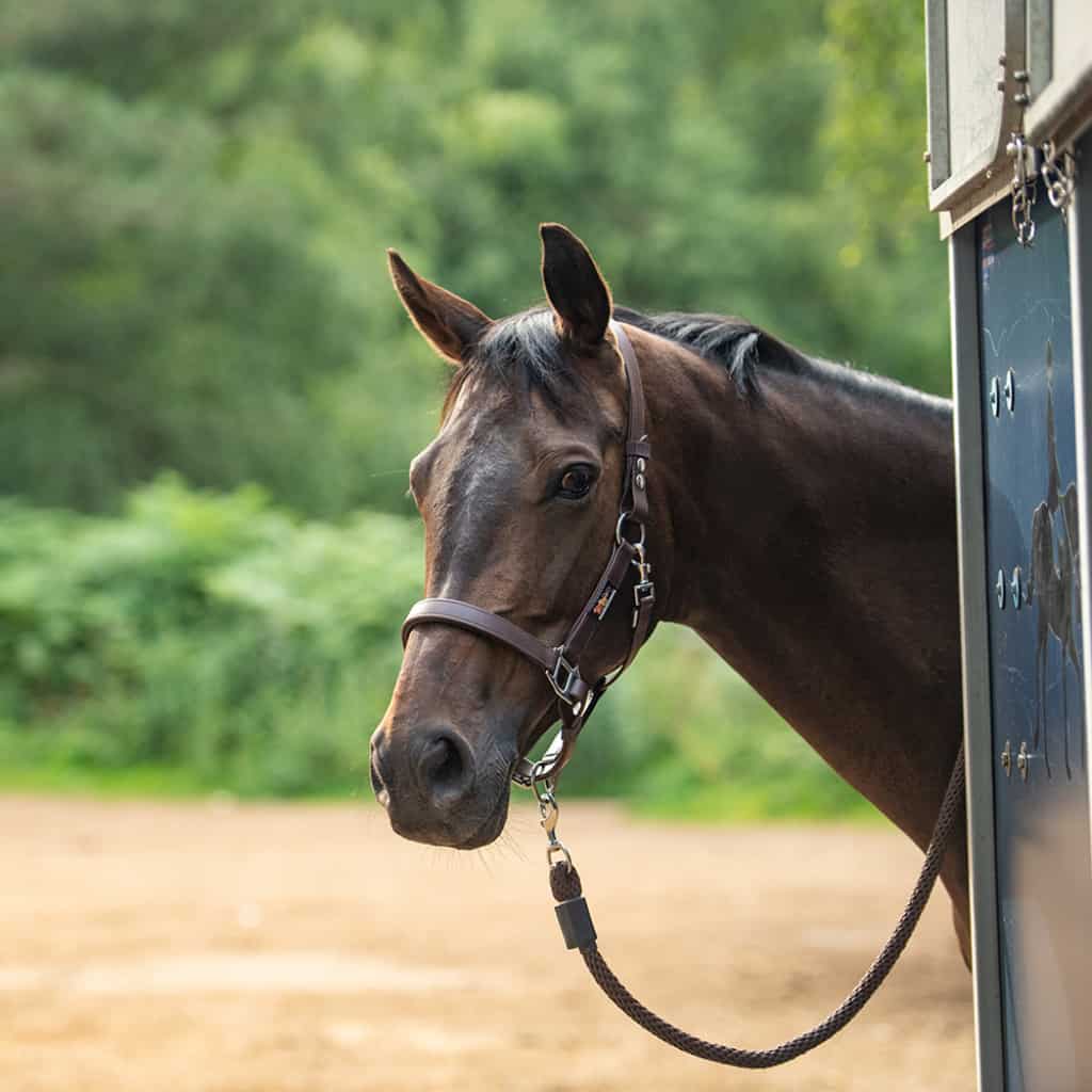 Equilibrium Stellar Safety Headcollar