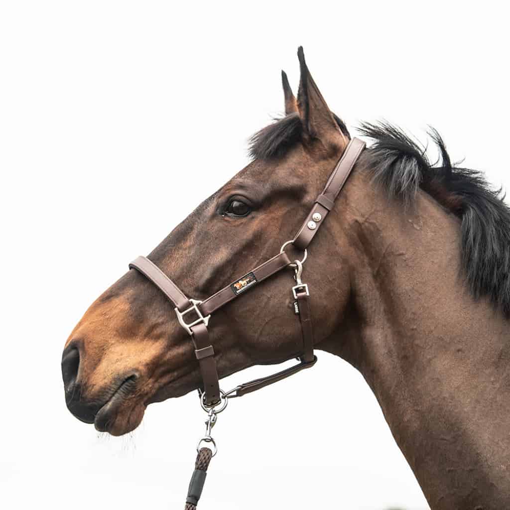 Equilibrium Stellar Safety Headcollar