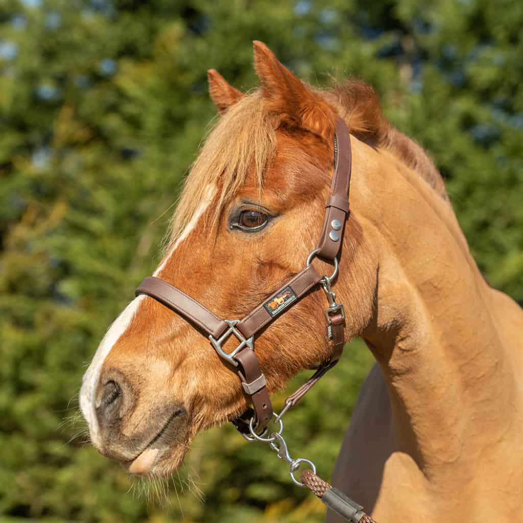 Equilibrium Stellar Safety Headcollar