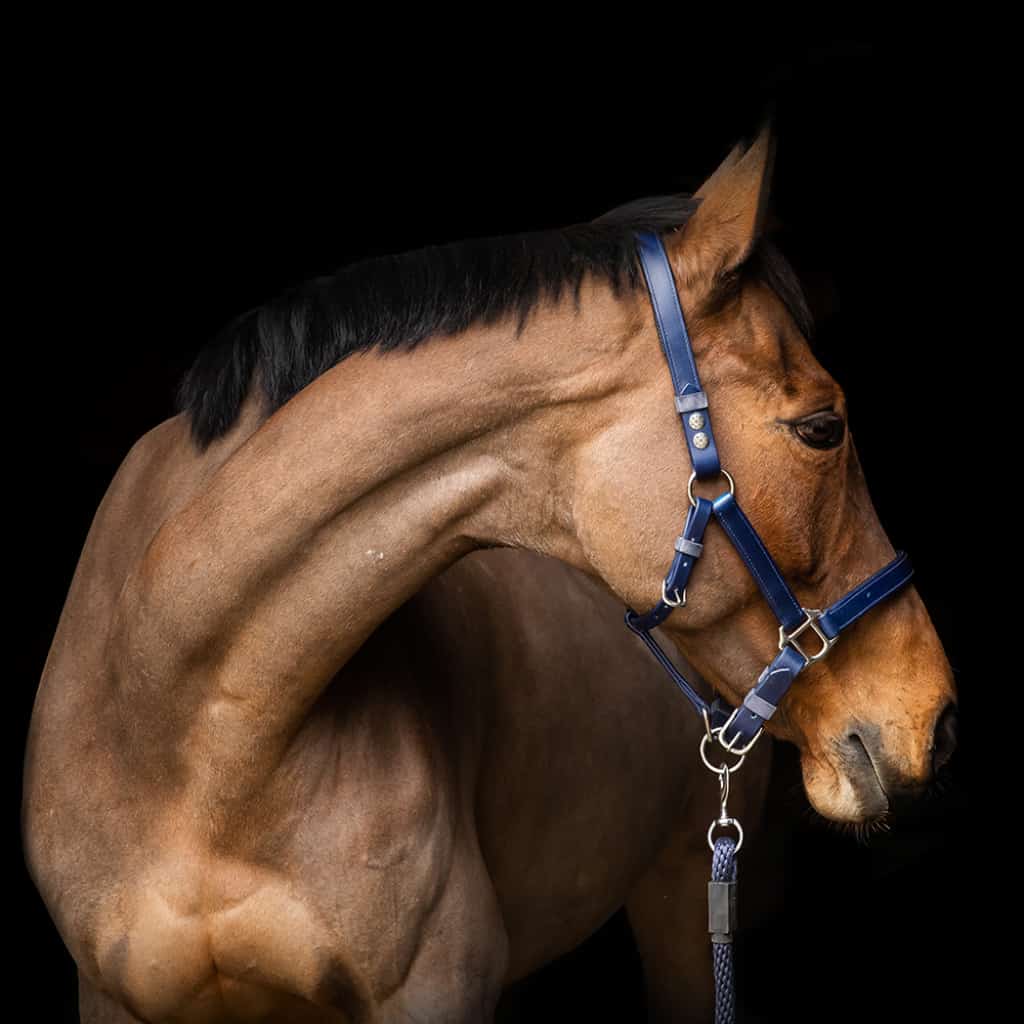 Equilibrium Stellar Safety Headcollar